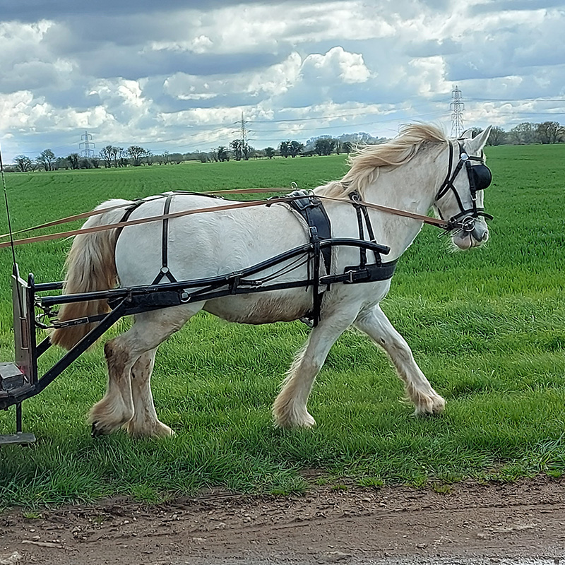 Lady in action
